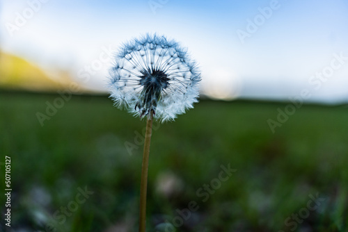 Dandelion