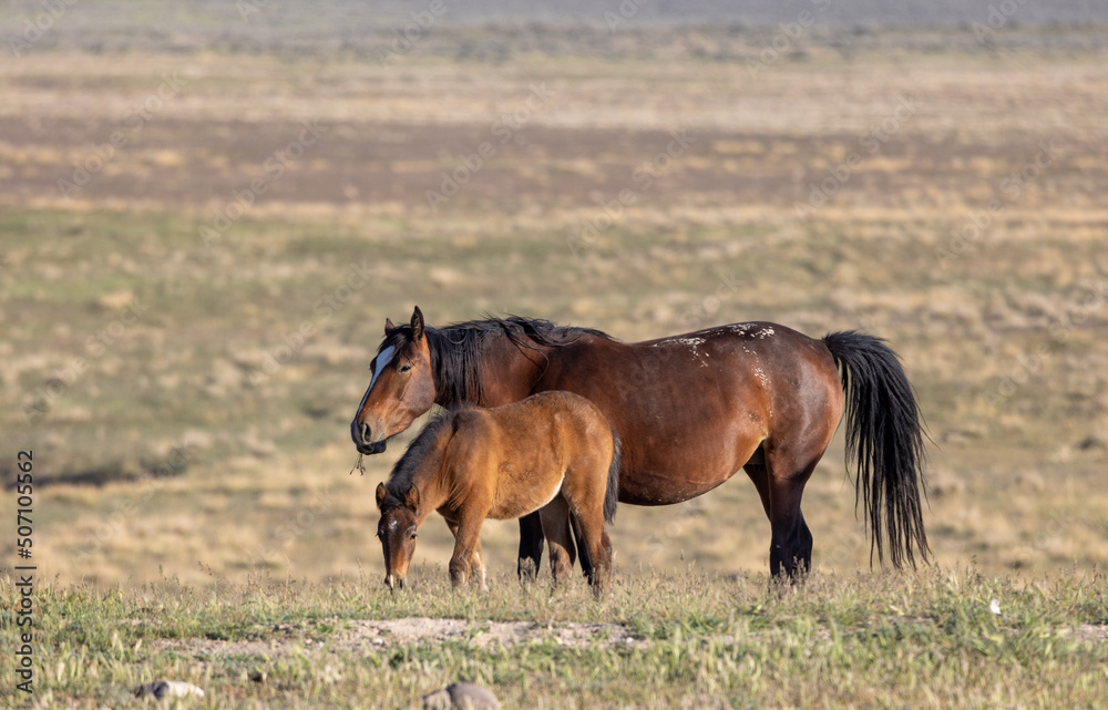 Wild Horse Mare and Foal in the Utah Desert Wild Horse Mare and Foal in the Utah Desert