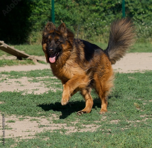Beautiful running young old german shepherd dog on an offleash dog park at Lacroix Laval park near Lyon, France photo
