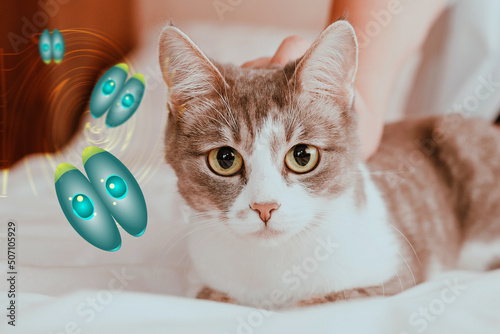A domestic cat sits on a bed with Toxoplasma parasites. The concept of transmission of parasites from animals to humans photo
