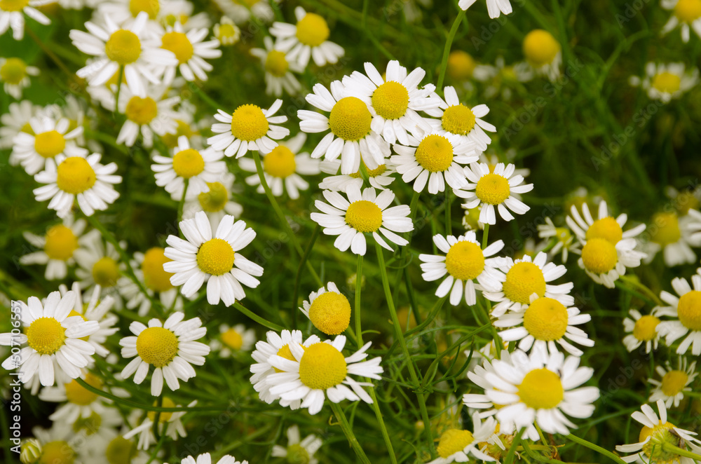 field of daisies flooded with rays of the sun, spring mood field of daisies flooded with rays of the sun, spring mood