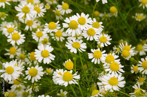 field of daisies flooded with rays of the sun, spring mood © Alla