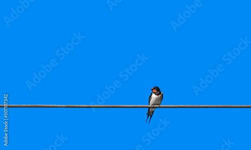 Barn Swallow on a  wire cable    ( Hirundo Rustica ) © Leny Silina Helmig