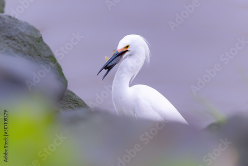 Snowy egret snapping up a blue gill fish. Egretta thula. Bird with fish. photo
