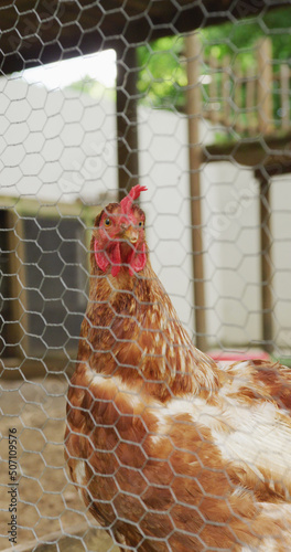 Vertical image of chicken seen through fence in enclosure in farm