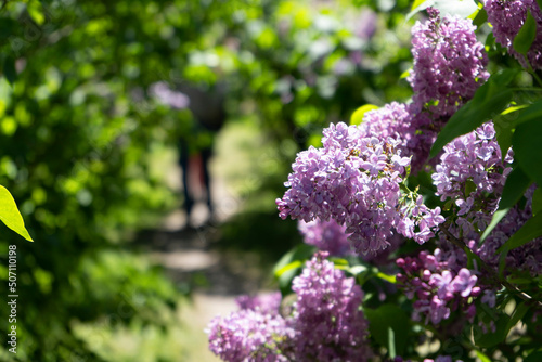 A large branch of light-colored lilac on a bush
