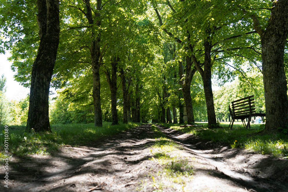 A dusty country road in a forest with big green trees