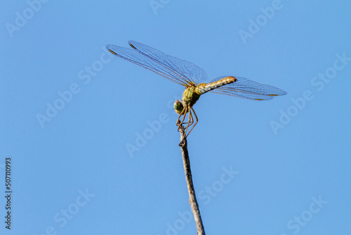 insect of a dragonfly sitting on a tree twig