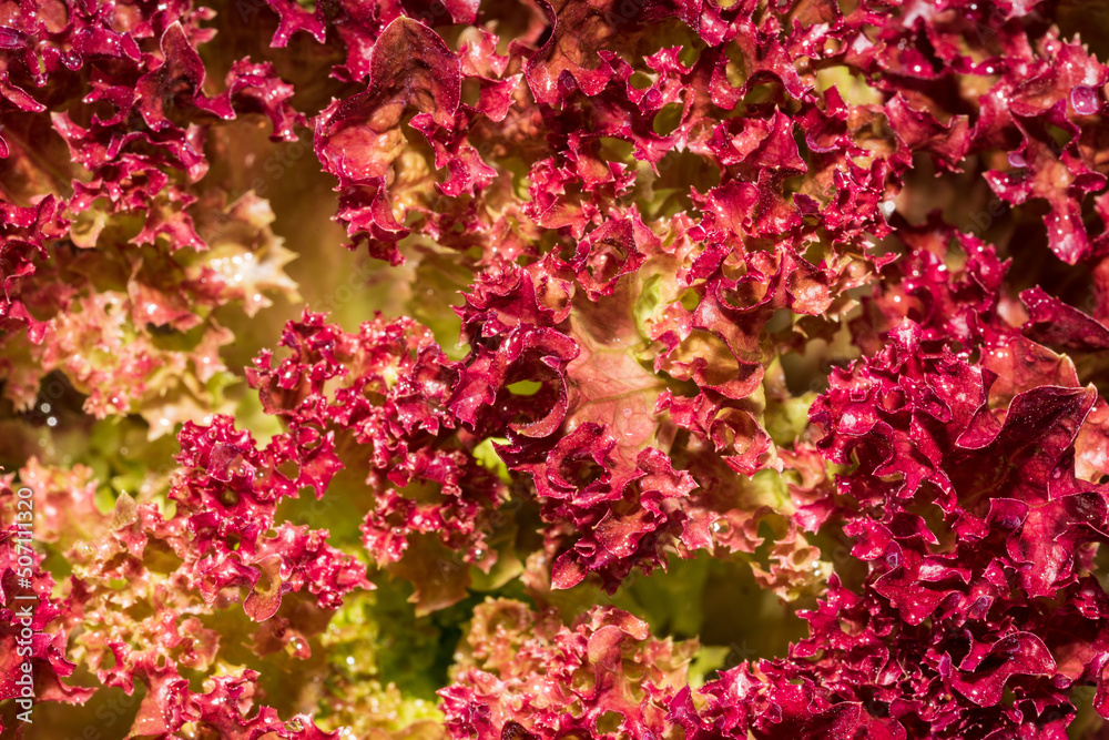 Lollo Rosso Lollo Rosso