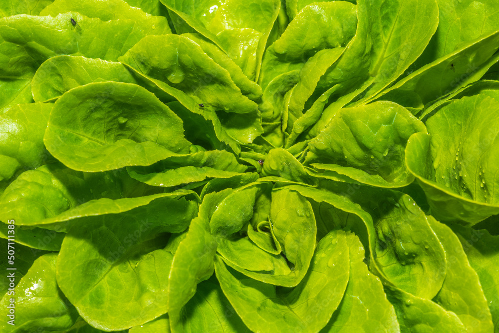 Fototapeta premium Kopfsalat