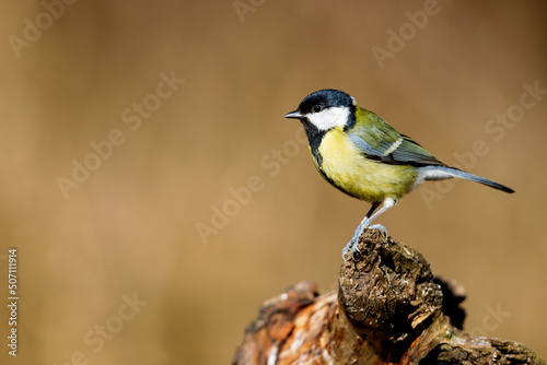 Great Tit (Parus major) in spring in the nature protection area Mönchbruch near Frankfurt, Germany.