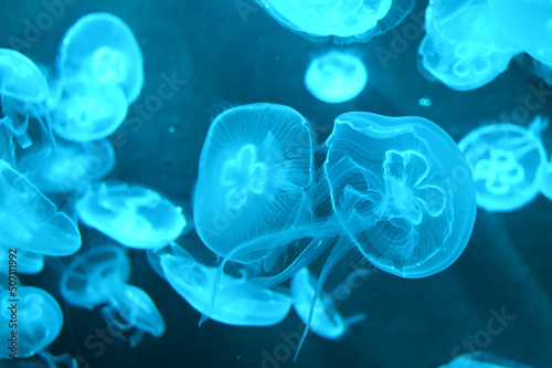 Aurelia aurita also called moon jellyfish, moon jelly or saucer jelly swimming in Aquarium jelly fish tank © Azad Jain