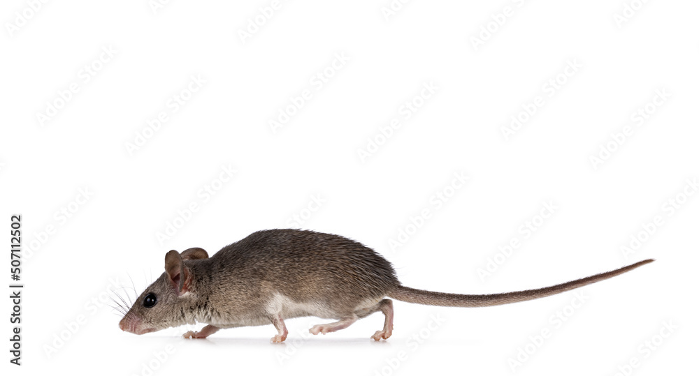 Cute Cairo spiny mouse aka acomys cahirinus, running side ways. Isolated on a white background. Cute Cairo spiny mouse aka acomys cahirinus, running side ways. Isolated on a white background.