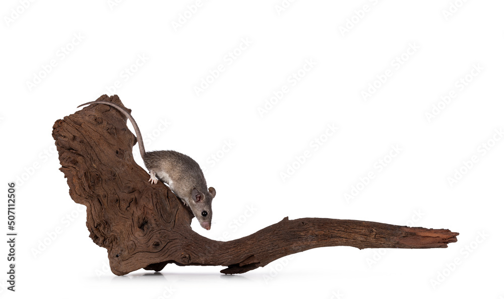 Cute Cairo spiny mouse aka acomys cahirinus, sitting on dried wooden branch. Isolated on a white background. Cute Cairo spiny mouse aka acomys cahirinus, sitting on dried wooden branch. Isolated on a white background.