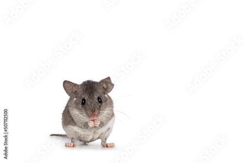 Cute Cairo spiny mouse aka acomys cahirinus, sitting up facing front. Showing both eyes and tiny hands. Isolated on a white background.