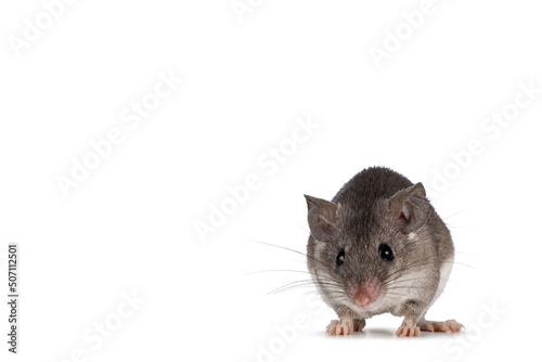 Cute Cairo spiny mouse aka acomys cahirinus, standing facing front. Isolated on a white background.