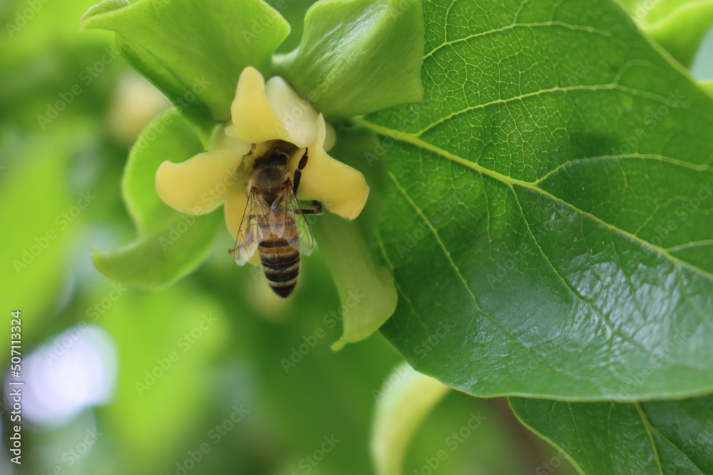 Fototapeta premium Honey bee on yellow persimmon tree flower on branch. Apis mellifera on Diospyros kaki flower