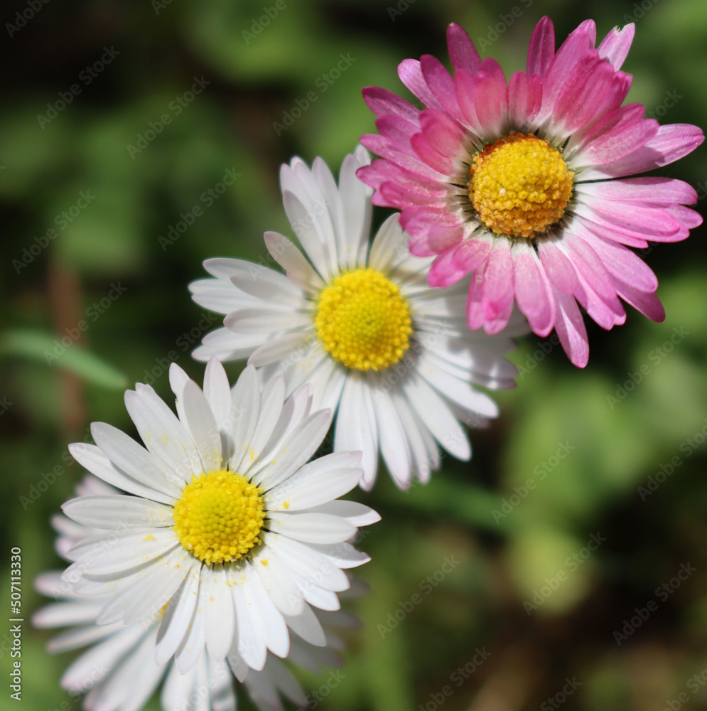White and pink Common daisies flowers on a sunny day. Bellis perennis plant in bloom White and pink Common daisies flowers on a sunny day. Bellis perennis plant in bloom