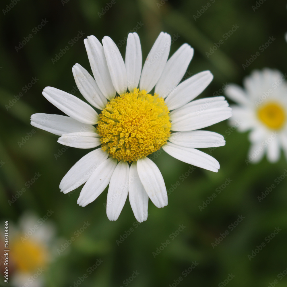 Leucanthemum vulgare plant in bloom. White and yellow Oxe eye daisy in the meadow Leucanthemum vulgare plant in bloom. White and yellow Oxe eye daisy in the meadow