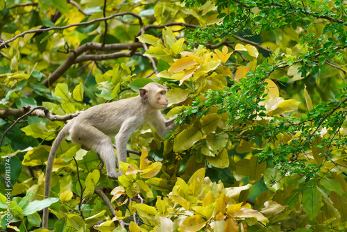 Canvas Print Portrait one monkey or Macaca monkey lives in the trees alone, looking for green tamarind leaves to eat for food it hungry at Khao Ngu Stone Park, Ratchaburi, Thailand