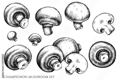 Vector set of hand drawn black and white champignon