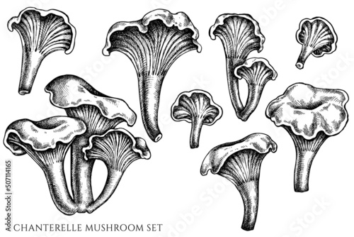 Vector set of hand drawn black and white chanterelle