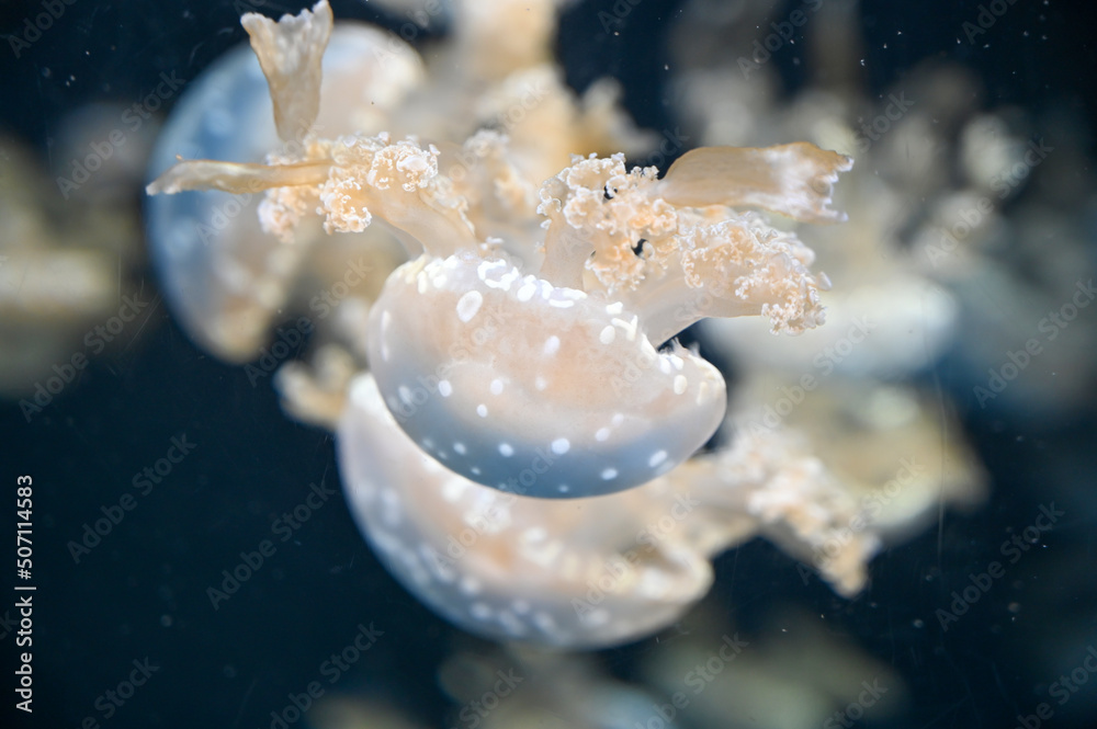 White spotted jellyfish also known as Phyllorhiza punctata, floating