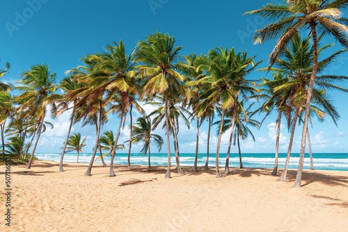 Fototapeta Naklejka Na Ścianę i Meble -  Beach scene with coconut palms