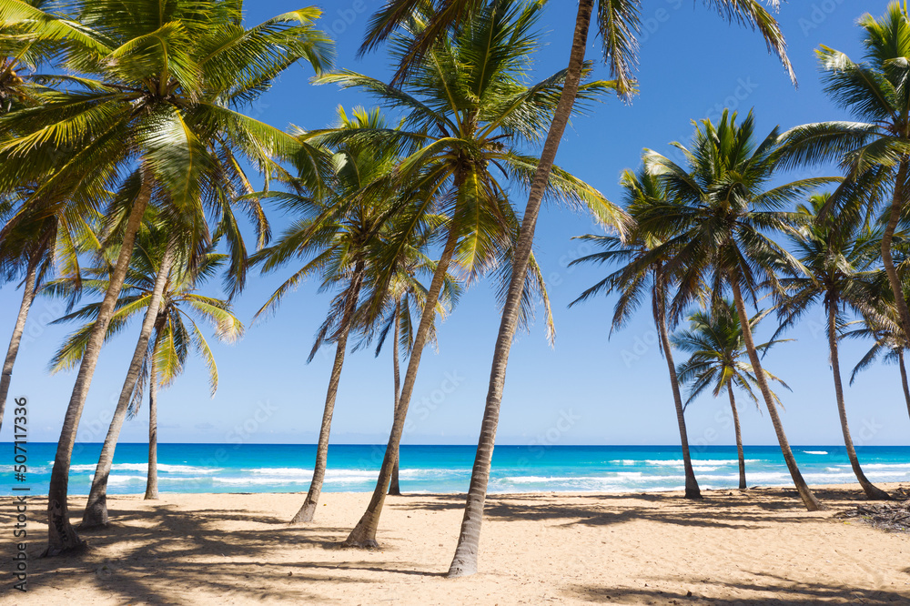 Caribbean beach scene with coconut palms, sand, ocean and blue sky. Tropical nature with exotic trees and foliage Caribbean beach scene with coconut palms, sand, ocean and blue sky. Tropical nature with exotic trees and foliage