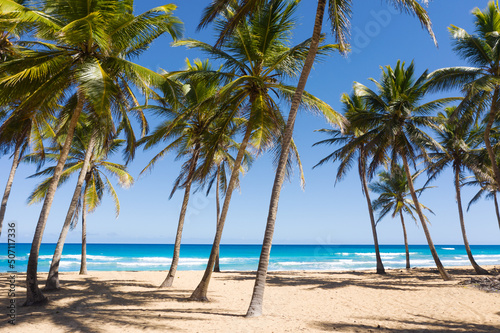 Caribbean beach scene with coconut palms, sand, ocean and blue sky. Tropical nature with exotic trees and foliage