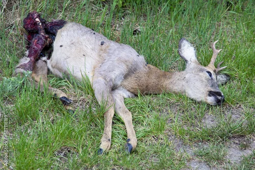 Fototapeta samoprzylepna Martwy młody koziołek zagryziony przez wilki