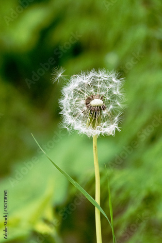 Pusteblume