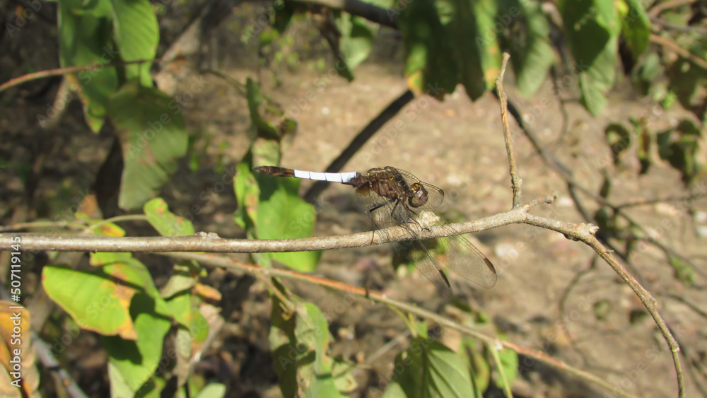 dragonfly, green background, predator insect dragonfly, green background, predator insect