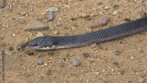 Snake with ticks, parasites on your body