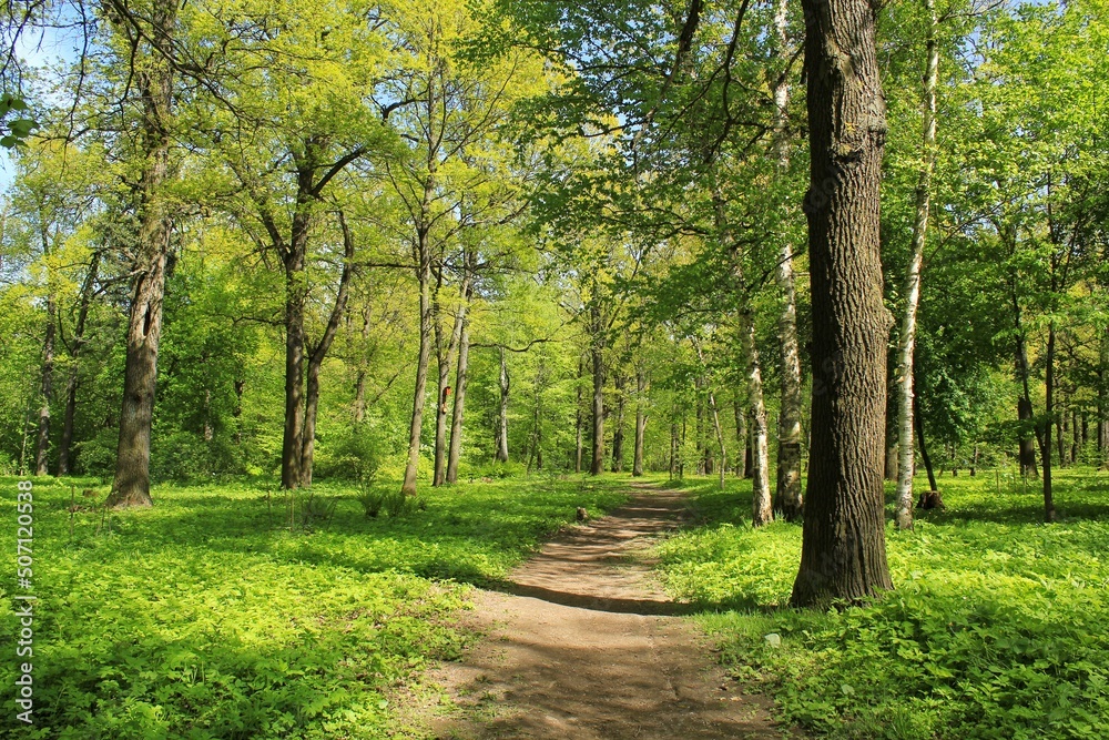 Summer forest landscape. Dense green vegetation and trees along the trail path on eco route in the reserve. Nature tourism and travel. Healthy hiking lifestyle. Walking in a city park. Ecology concept