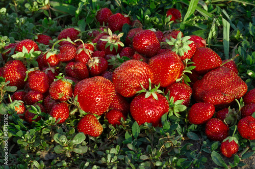 Diet healthy diet. Many essential acids, vitamins and trace elements for the human body contain fruits and berries. Harvest strawberries. Close-up photo of red ripe big berries.