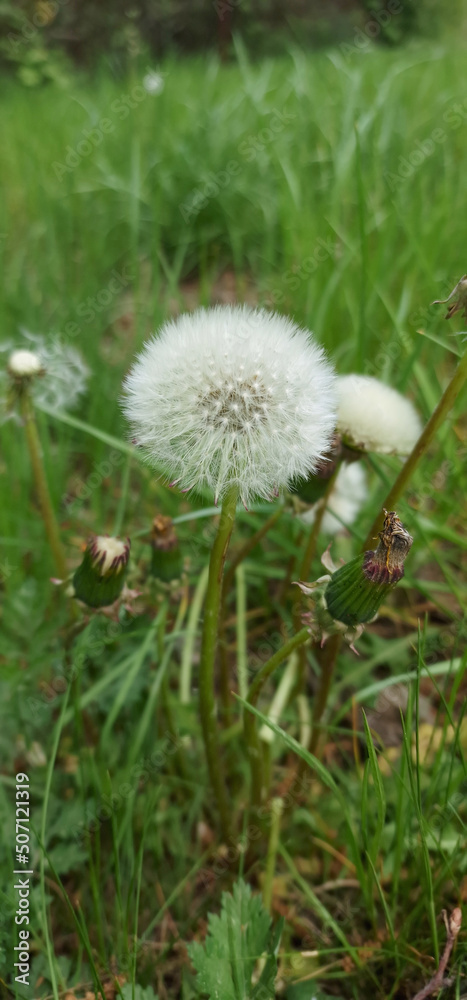 Fototapeta premium Volatile dandelion fruit with white fluff on a spring green lawn.