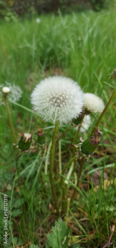 Volatile dandelion fruit with white fluff on a spring green lawn.
