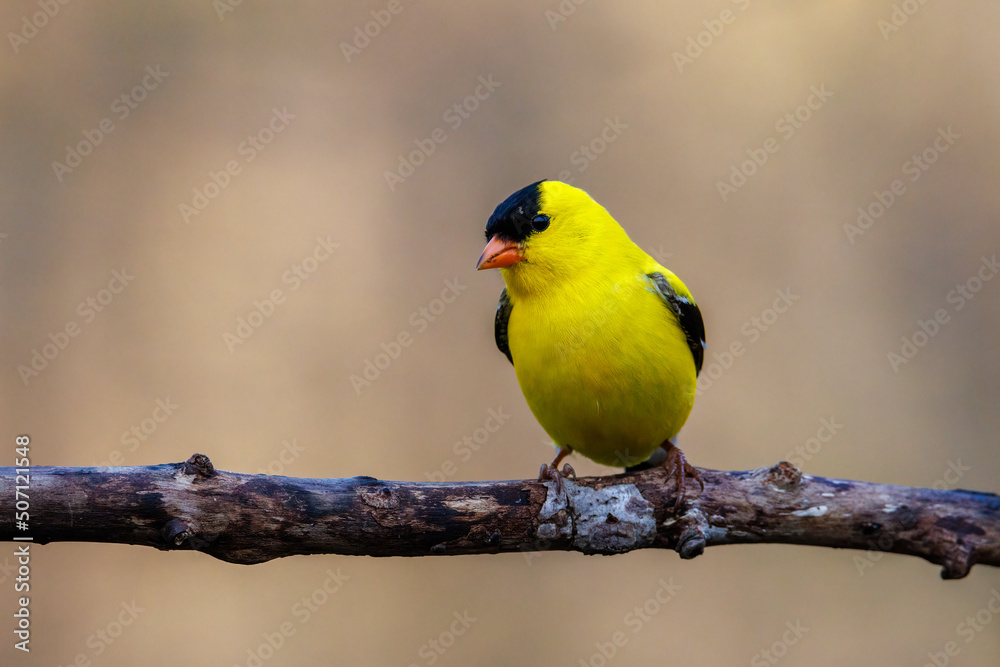 Close up of a male American Goldfinch (Spinus tristis) in breeding plumage after spring molt. Selective focus, background blur and foreground blur.
Close up of a male American Goldfinch (Spinus tristis) in breeding plumage after spring molt. Selective focus, background blur and foreground blur.