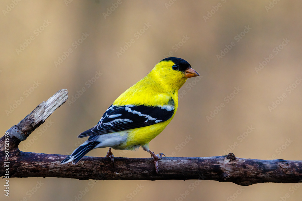 Close up of a male American Goldfinch (Spinus tristis) in breeding plumage after spring molt. Selective focus, background blur and foreground blur.
Close up of a male American Goldfinch (Spinus tristis) in breeding plumage after spring molt. Selective focus, background blur and foreground blur.