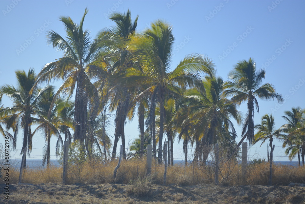 Fototapeta premium palm trees in the desert