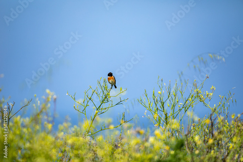 whinchat 