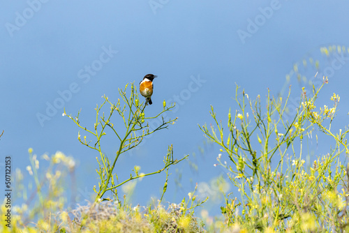 whinchat 