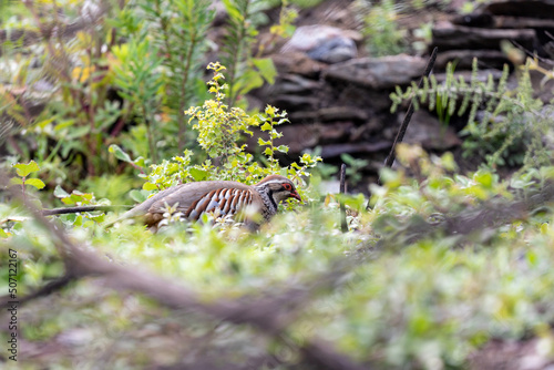 Red-legged partridge