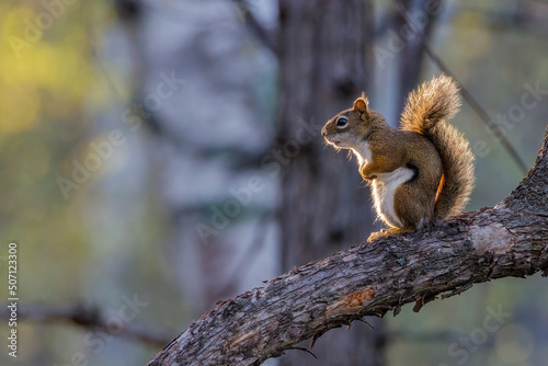 American Red Squirrel (Tamiasciurus hudsonicus) sitting on a tree limb during early spring looking ahead as he’s pondering his thoughts. Selective focus, background blur and foreground blur.
