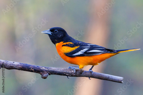 Εκτύπωση καμβά Close up portrait of a Baltimore oriole (Icterus galbula) perched on a tree branch during early spring