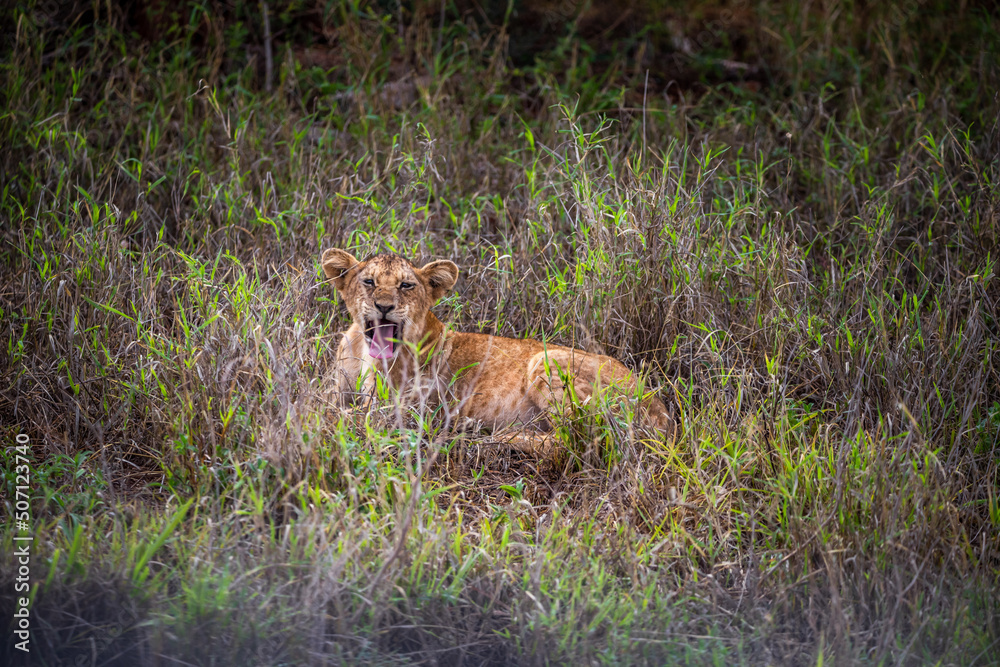A family of lions with their cubs, Photographed in Kenya, Africa on a safari through the savannah of the national parks. Pictures from a morning game drive A family of lions with their cubs, Photographed in Kenya, Africa on a safari through the savannah of the national parks. Pictures from a morning game drive
