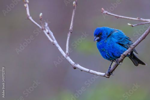 Indigo bunting (Passerina cyanea) perched on a tree branch during early spring. Selective focus, background blur and foreground blur.

