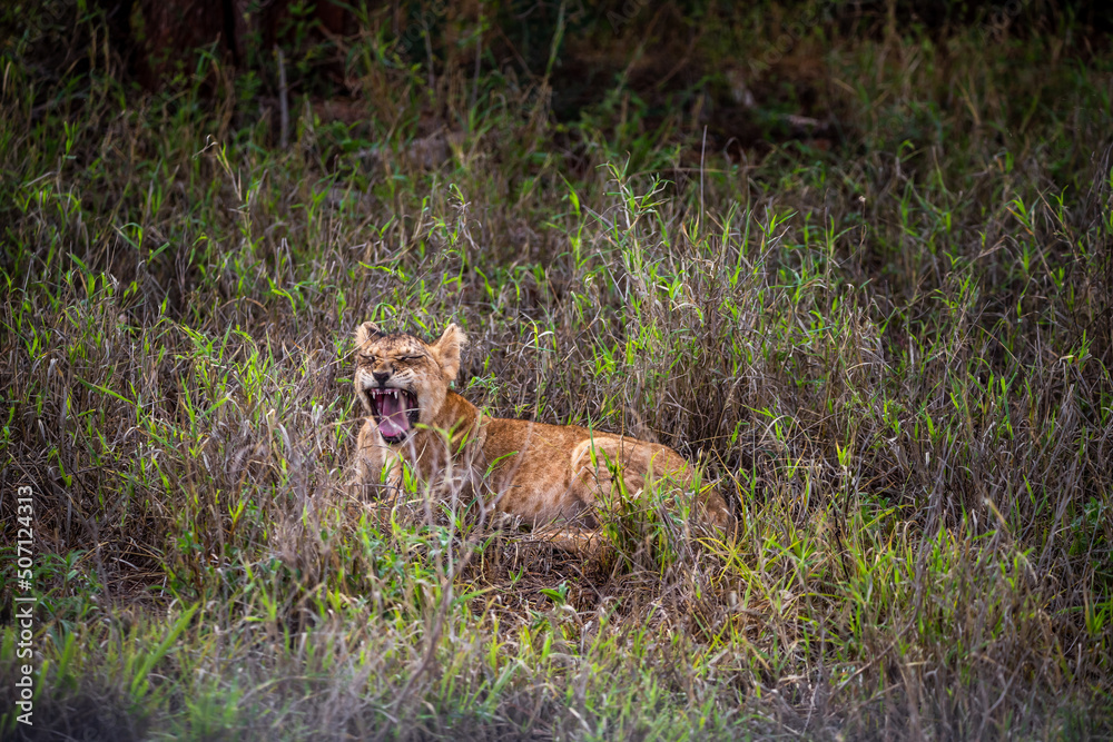 A family of lions with their cubs, Photographed in Kenya, Africa on a safari through the savannah of the national parks. Pictures from a morning game drive A family of lions with their cubs, Photographed in Kenya, Africa on a safari through the savannah of the national parks. Pictures from a morning game drive