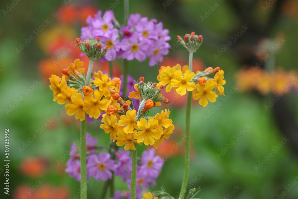 Colourful yellow Primrose 'Candelabra' hybrids in flower Colourful yellow Primrose 'Candelabra' hybrids in flower